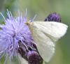 Ostrinia nubilalis